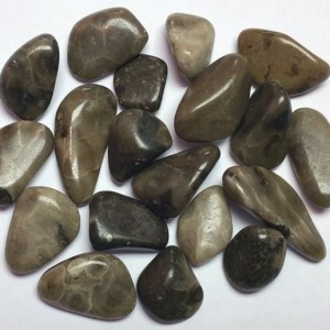 stones_coral